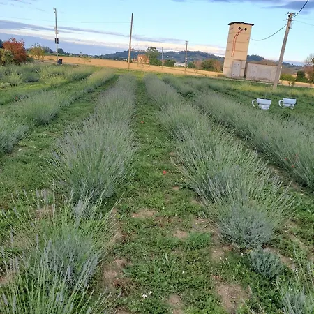 Casale