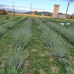 Casale